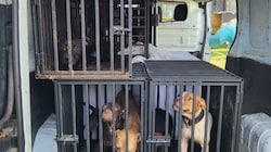 Die noch lebenden Hunde wurden geborgen und in Sicherheit gebracht. (Bild: zVg)