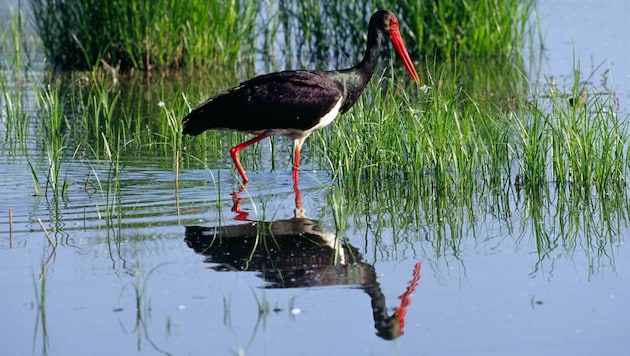 Schwarzstörche stehen ganzjährig unter Schutz (Bild: F.Hahn/4nature)