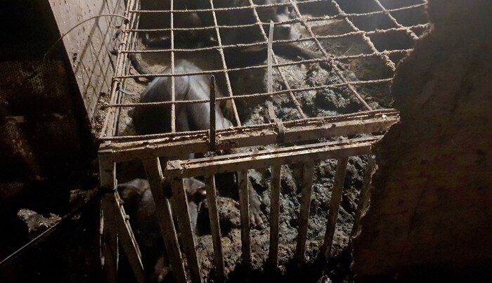 Die Hunde wurden in dem stockfinsteren Kellerverlies des Hauses in Ansfelden in kleinen Zwingern ...