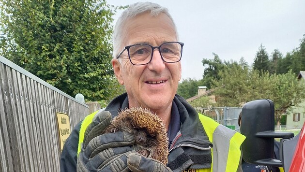 Dieser verletzte Igel wurde zur weiteren Versorgung ins Tierheim Villach gebracht. (Bild: HFW Villach)