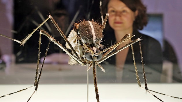 In der Vergrößerung schaut sie bedrohlich aus. Gefährlich ist sie als Krankheitsüberträgerin.   (Bild: JAN WOITAS / EPA / picturedesk.com)