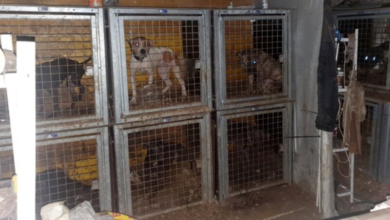 44 schwer vernachlässigte und malträtierte Hunde wurden gerettet (Bild: Tierparadies Schabenreith)