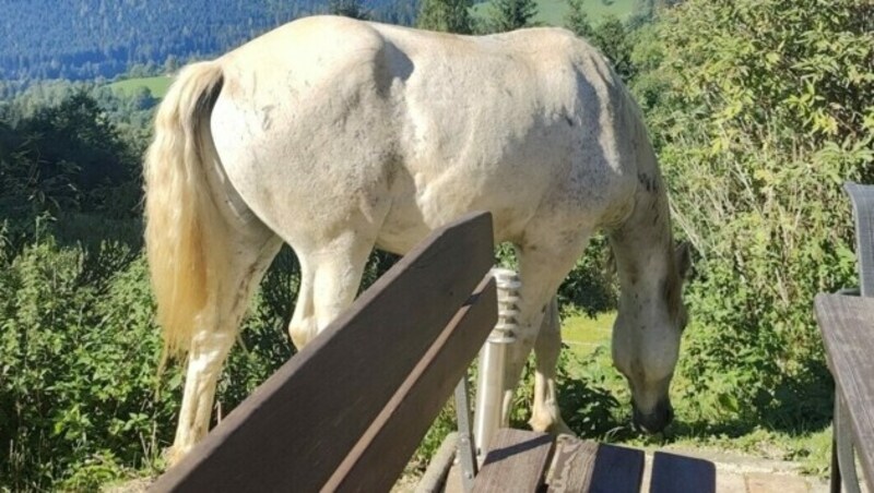 Auch vierbeinige Freunde begegnen einem in den wunderschönen Gurktaler Alpen. (Bild: Peter Z.)