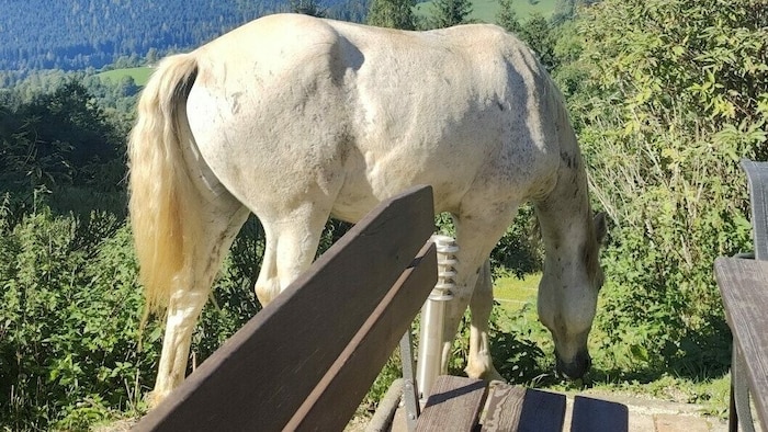 Auch vierbeinige Freunde begegnen einem in den wunderschönen Gurktaler Alpen.