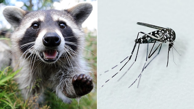 Wäschbär und Tigermücke gehören zu den invasiven Arten, die der heimischen Flora und Fauna zusetzen. (Bild: APA/DPA/FELIX HEYDER, APA/UWE ANSPACH)