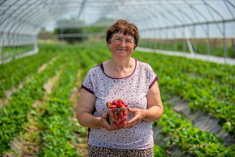 Statt Erdäpfel bauen Moldaus Landwirte ertragreichere Beeren an. (Bild: UNDP/PETKOGLO SERGEY)