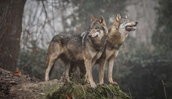 Ausgebüxt oder erst geflohen, als der Wolf kam? Zwei Schafe und eine Ziege fielen in Zwinzen im Waldviertel den Spuren zufolge einem Wolf zum Opfer. Die Kadaver der Tiere wurden jedenfalls rund 100 Meter von der Weide entfernt gefunden. (Bild: Manfred Binder)