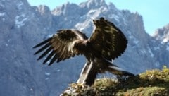 Neun Steinadlerpaare leben derzeit im Nationalpark-Gebiet. (Bild: Otto Leiner)