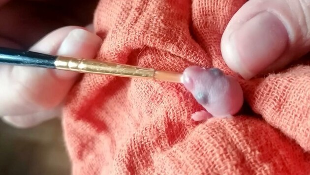 Um dieses Mäuschen kümmerte man sich liebevoll, aber leider vergebens. (Bild: Tierheim Krems)
