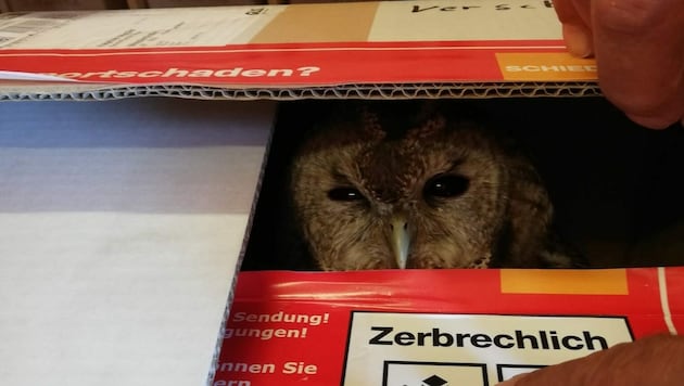 Ein bisschen misstrauisch schaute die kleine Eule trotz Rettung immer noch drein. (Bild: Patrick Unterrieder)