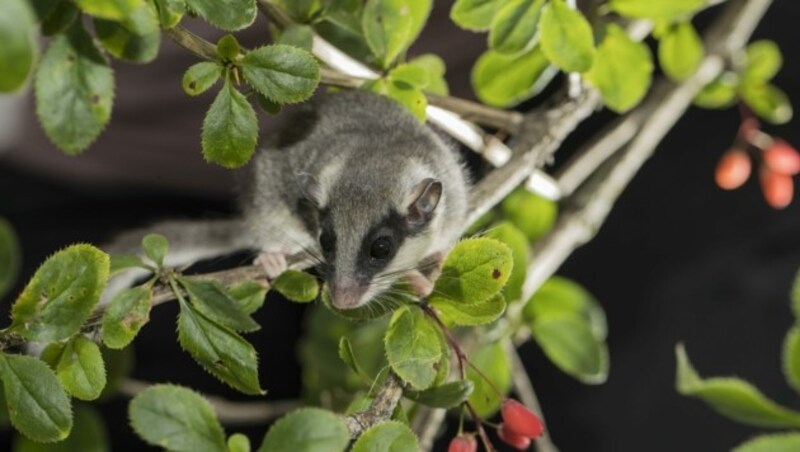 Der Nager wird knapp zehn Zentimeter groß und lebt in naturnahen Mischwäldern. Auffällig ist seine maskenhaft dunkle Färbung um die Augen. (Bild: KERSTIN HINZE)