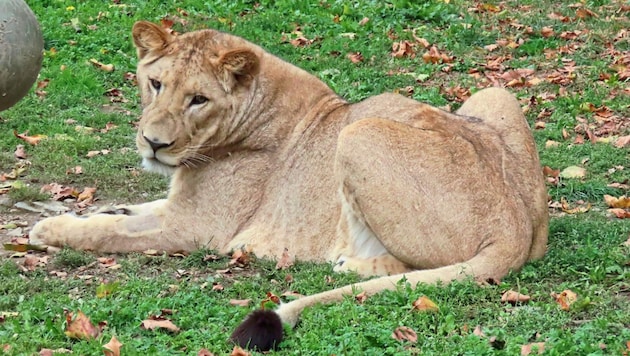 Löwe „Maximus“ musste eingeschläfert werden (Bild: Tierwelt Herberstein)