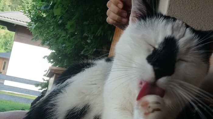 Nissa schien die Sommerfrische bei der Gastfamilie in Tirol zu genießen.