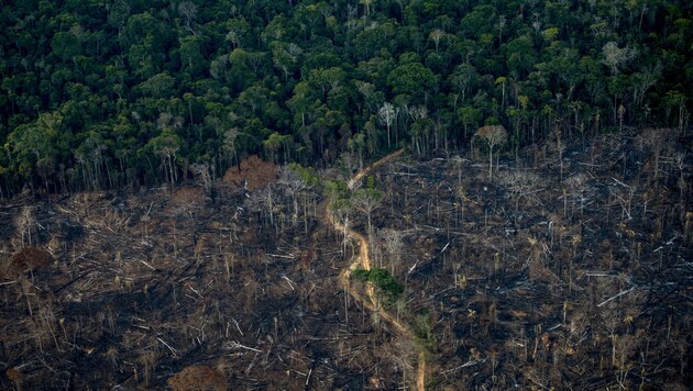 Die Abholzung im brasilianischen Amazonasgebiet ist gesunken. (Bild: AFP)