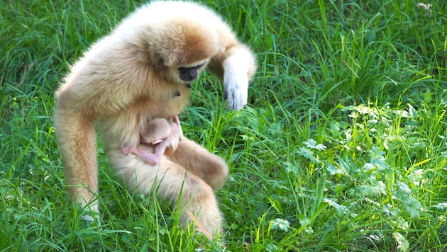 Der Gibbon-Nachwuchs (Bild: Zoo Salzburg)