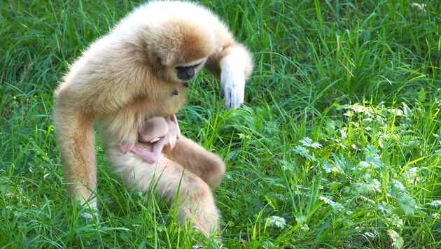 Der Gibbon-Nachwuchs (Bild: Zoo Salzburg)