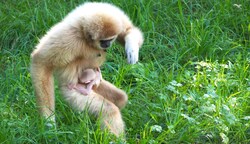 Der Gibbon-Nachwuchs (Bild: Zoo Salzburg)