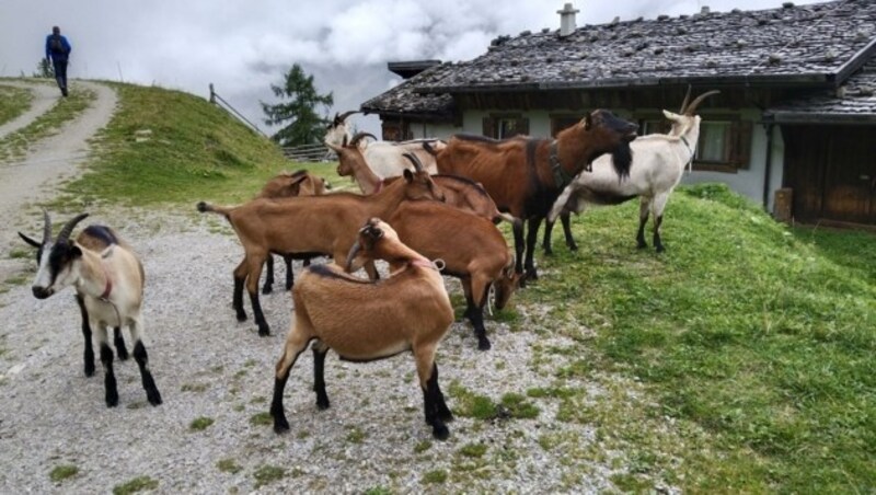 Auch Ziegen begegnen wir auf der Wanderung - hier bei der Autenalm. (Bild: Peter Freiberger)