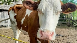 Die abgemagerte Kuh des Landwirts in Rennersdorf (Bild: DOKU-NÖ Thomas Wagner)