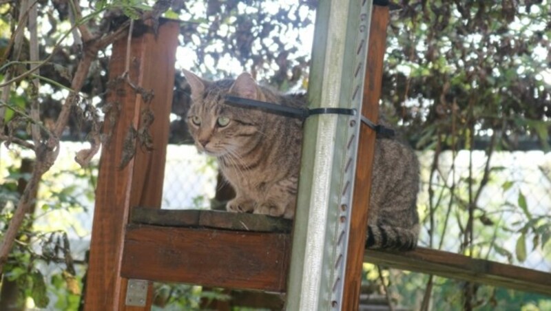 Die Katzen konnten sich in die oberen Bereiche retten. (Bild: Claudia Fischer)