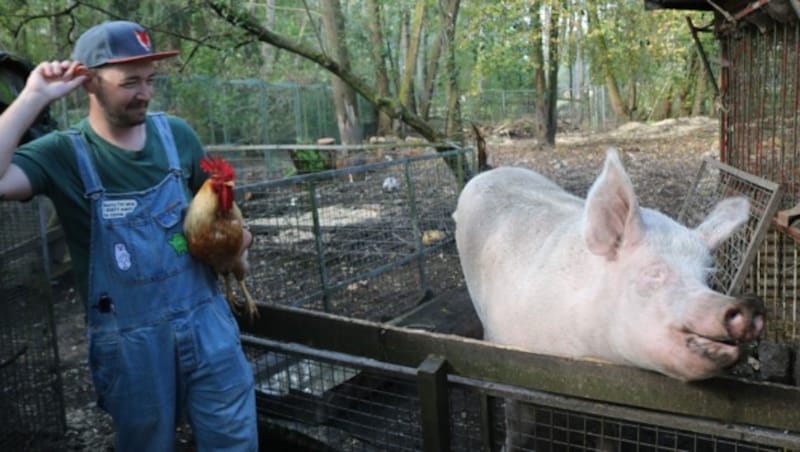 Dennis freut sich mit Hahn Hannibal und Hausschwein Babe. (Bild: Claudia Fischer)
