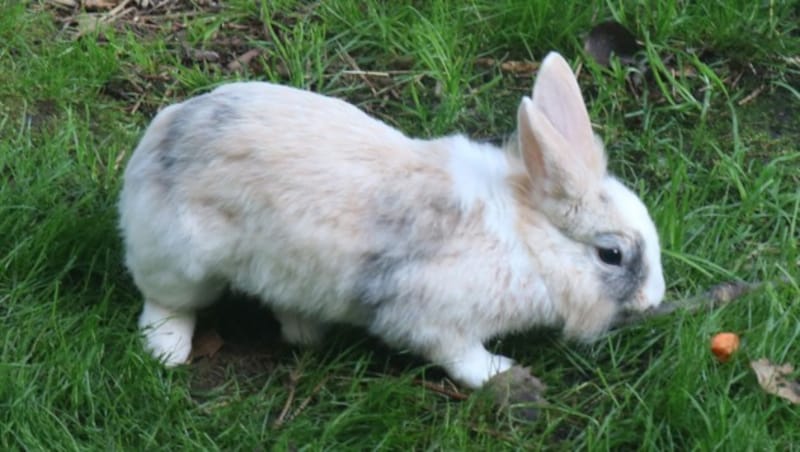 Die Kaninchen können mittlerweile wieder in den Ausläufen herumhoppeln. (Bild: Claudia Fischer)