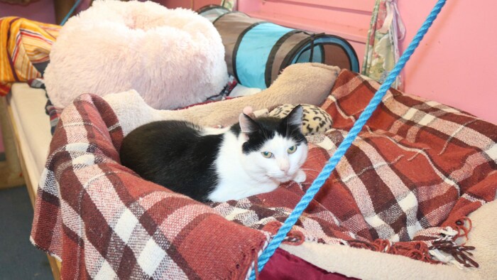 Die Katzen haben es gemütlich im Tierheim.
