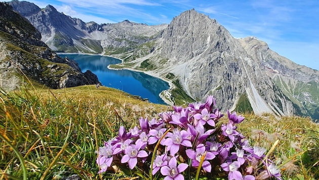 Eine Wanderung auf den Schafgafall bietet alles, was das Herz eines Bergfexes begehrt. (Bild: rubina bergauer)