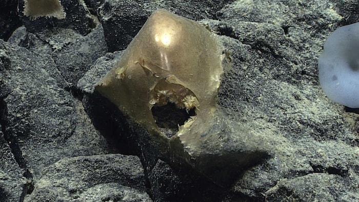 Das mysteriöse „goldene Ei“ (Bild) war vor Alaska auf dem Meeresgrund entdeckt worden.