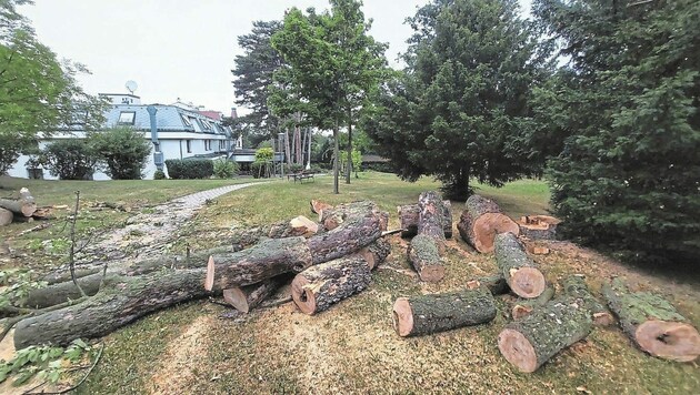 Schädlinge um die politische Akademie der ÖVP: Zahlreiche Bäume mussten in den vergangenen Monaten gefällt werden. (Bild: zVg)
