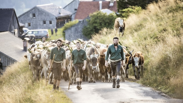 Derzeit wird überall in Vorarlberg das Vieh von den Alpen getrieben. (Bild: Emanuel Sutterluety)