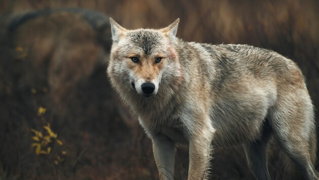 Der Wolf beschäftigte zuerst betroffene Bauern, dann die Politik und nun sogar die Justiz. (Bild: ORF)