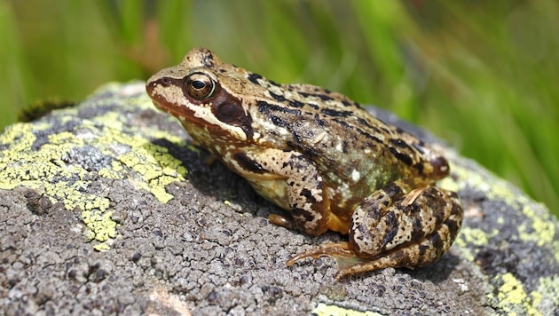 Der Grasfrosch gehört zu den Braunfröschen. (Bild: Harald Mark)