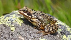 Der Grasfrosch gehört zu den Braunfröschen. (Bild: Harald Mark)