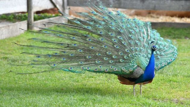 Ein Pfau wie dieser ist seit Wochen in Linz-Urfahr unterwegs (Bild: Wolfgang Spitzbart)