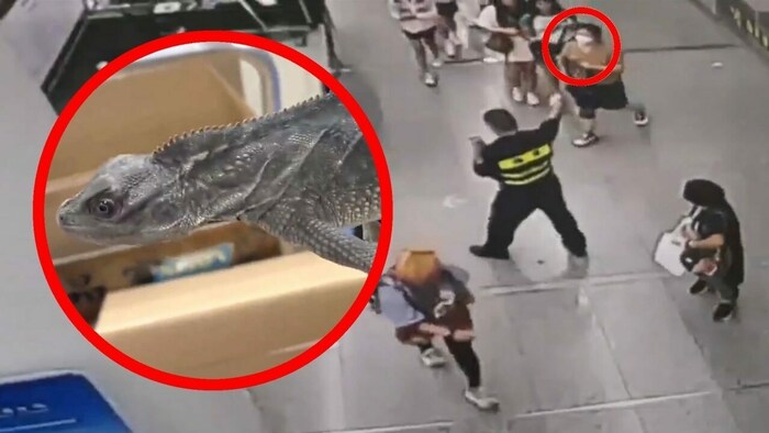 Einen kuriosen Fang haben Zöllner in der chinesischen Stadt Shenzhen gemacht: In ihrem BH hatte ...