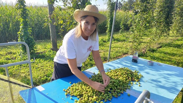 Chefin Birgit kontrolliert die Qualität des Hopfens. (Bild: Gernot Kurz)