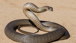 Augenzeugen berichten, dass es sich bei der Schlange um eine Östliche Braunschlange gehandelt haben soll. (Bild: Ken Griffiths, stock.adobe.com)
