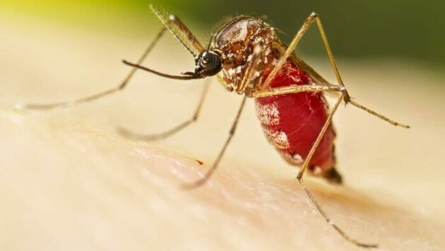 Ein Stich reicht: Die Gelbfiebermücke kann Dengue übertragen. (Bild: CDC/Lauren Bishop)