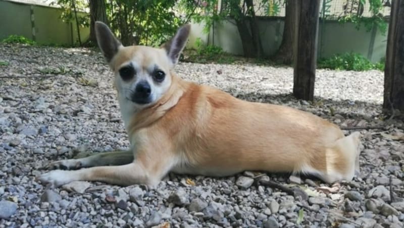Lira braucht besonders einfühlsame Hundehalter. (Bild: zVg)