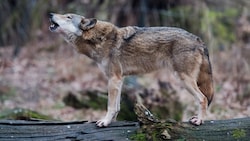 Nach einer Wolfssichtung mitten in Bludenz versucht ein Wildökologe, zu beruhigen. (Bild: APA/dpa/Julian Stratenschulte)