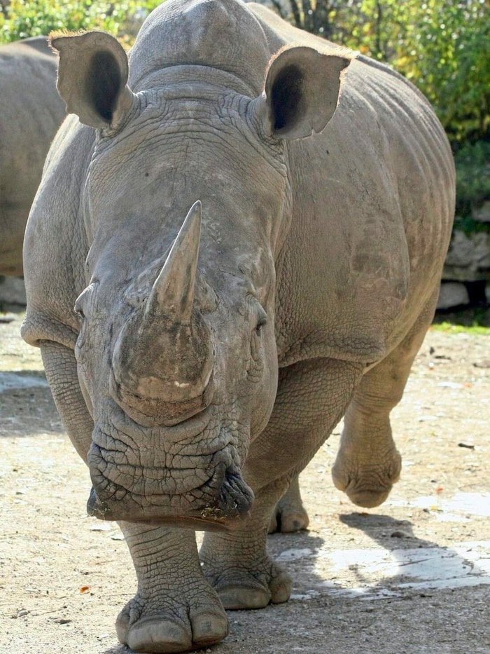 Nashorn-Kuh „Yeti“ im Salzbuger Zoo (Archivbild)