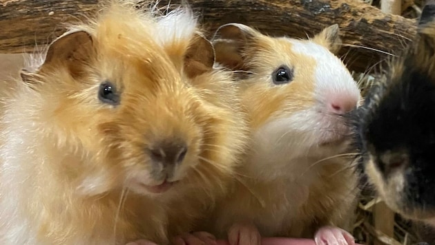 Die Meerschweinchen Elton und Earlie such ein schönes neues Zuhause. (Bild: Tierschutzheim Vorarlberg)