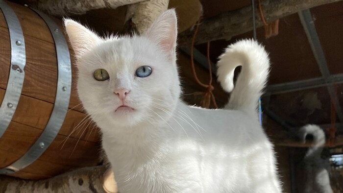 Katze Princess