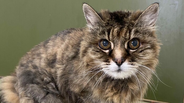 Katze Nelli