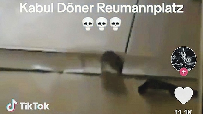 Die ungebetenen Gäste sorgten für Aufregung und für eine Kontrolle durch das Marktamt.