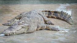 Ein Alligator (Bild: stock.adobe.com)