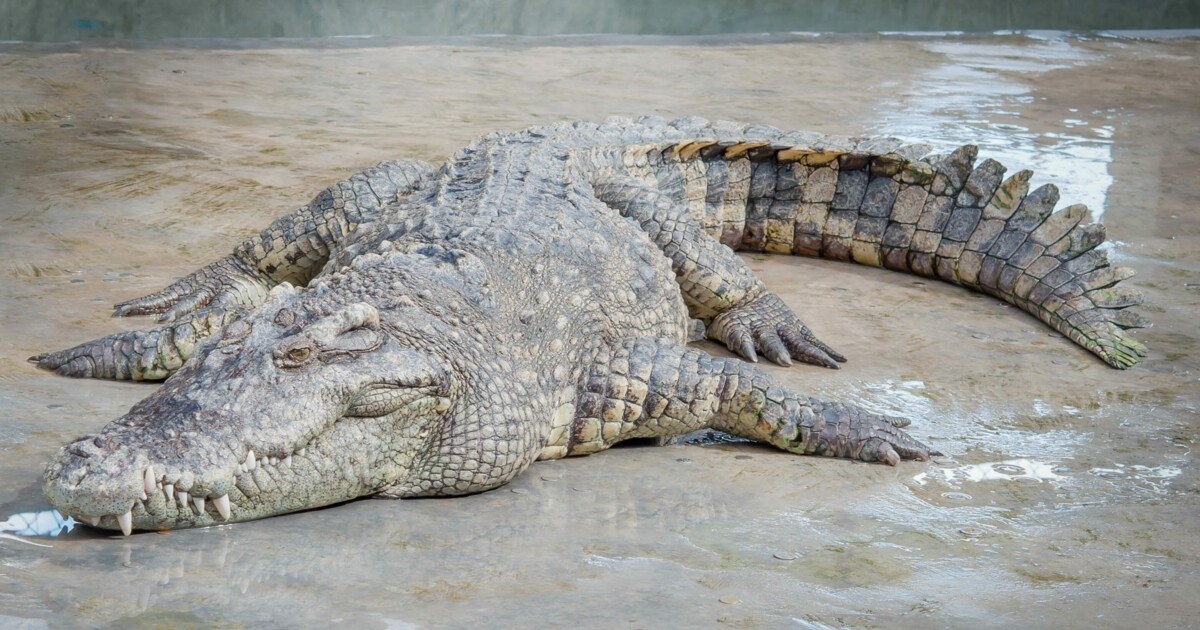 Lake flooded - 70 crocodiles escaped from farm in China - Today Times Live