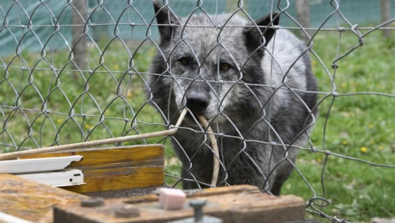 In Ernstbrunn wird das Verhalten von Hunden und Wölfen erforscht. (Bild: APA/HANS KLAUS TECHT)