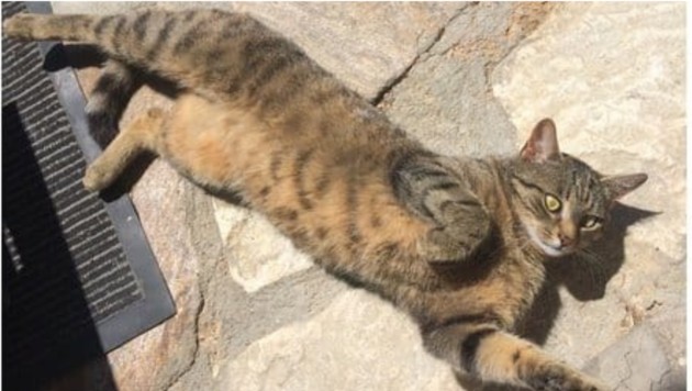Kuscheltiger sucht Herzensmensch! (Bild: TSV Kitzbühel)